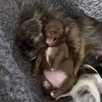 chiot Chihuahua Poil Long Chocolat T1 Élevage des Pom’ de Pins