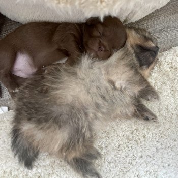 chiot Chihuahua Poil Long Chocolat T1 Élevage des Pom’ de Pins