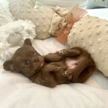 chiot Chihuahua Poil Long Chocolat Tess Élevage des Pom’ de Pins