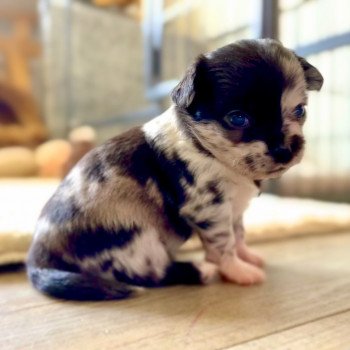 chiot Chihuahua Poil Long Merle bleu, noir et blanc T3 Élevage des Pom’ de Pins chiot Chihuahua Poil Long Merle bleu, noir et blanc T3 Élevage des Pom’ de Pins
