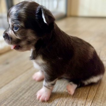 chiot Chihuahua Poil Long Merle bleu, noir et blanc T3 Élevage des Pom’ de Pins chiot Chihuahua Poil Long Merle bleu, noir et blanc T3 Élevage des Pom’ de Pins