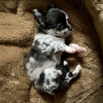chiot Chihuahua Poil Long Black merle et blanc Tabatah Élevage des Pom’ de Pins chiot Chihuahua Poil Long Black merle et blanc Tabatah Élevage des Pom’ de Pins