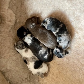 chiot Chihuahua Poil Long Merle bleu Élevage des Pom’ de Pins