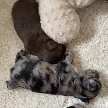 chiot Chihuahua Poil Long Merle noir & bleu T4... Élevage des Pom’ de Pins
