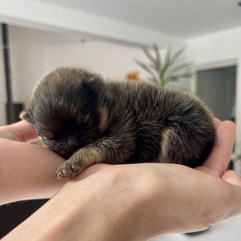 chiot Spitz allemand Gris-loup / Sable charbonné Valentino dit Vic le Viking Élevage du Clos des Pom’ de Pins