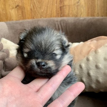 chiot Spitz allemand Gris-loup / Sable charbonné Valentino Élevage du Clos des Pom’ de Pins