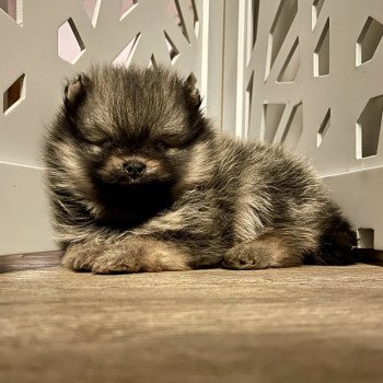 chiot Spitz allemand Gris-loup / Sable charbonné Valentino Élevage du Clos des Pom’ de Pins