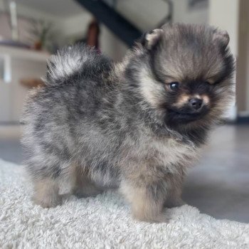 chiot Spitz allemand Gris-loup / Sable charbonné Valentino Élevage du Clos des Pom’ de Pins