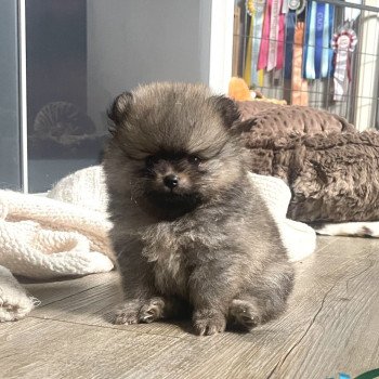 chiot Spitz allemand Charbonné Élevage du Clos des Pom’ de Pins