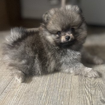 chiot Spitz allemand Charbonné Venicio Élevage du Clos des Pom’ de Pins