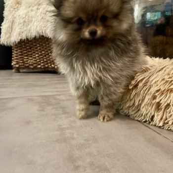 chiot Spitz allemand Charbonné Venicio Élevage du Clos des Pom’ de Pins