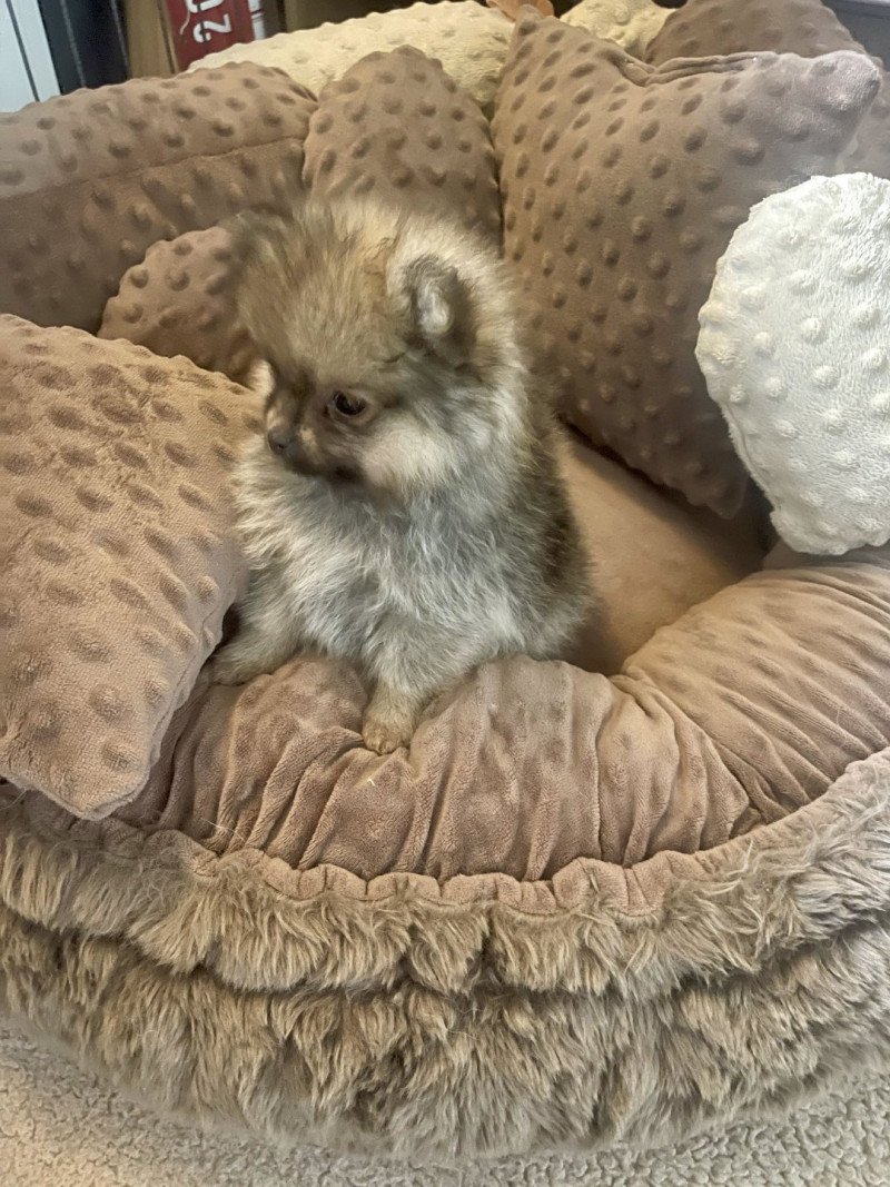 Vicky du Clos des Pom’ de Pins Femelle Spitz allemand