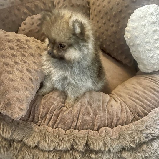 Vicky du Clos des Pom’ de Pins Femelle Spitz allemand