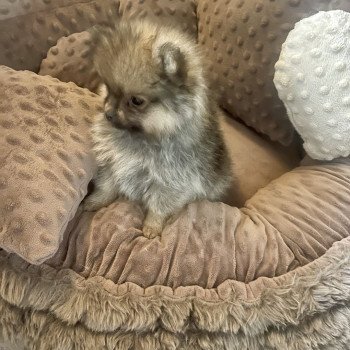 chiot Spitz allemand Charbonné Vicky Élevage du Clos des Pom’ de Pins chiot Spitz allemand Charbonné Vicky Élevage du Clos des Pom’ de Pins