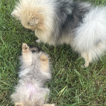 chiot Spitz allemand Charbonné Vicky Élevage du Clos des Pom’ de Pins chiot Spitz allemand Charbonné Vicky Élevage du Clos des Pom’ de Pins