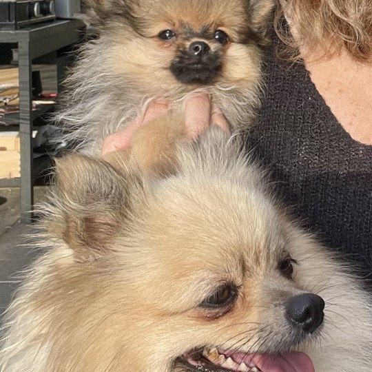 Vicky du Clos des Pom’ de Pins Femelle Spitz allemand