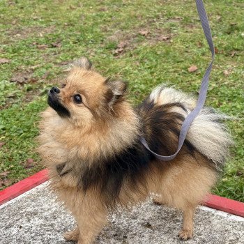 chiot Spitz allemand Charbonnée Vicky Élevage du Clos des Pom’ de Pins