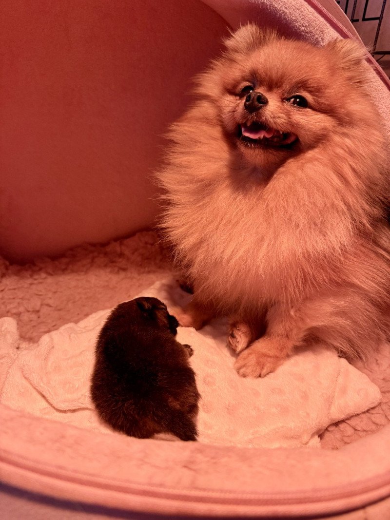 1er chiot (Portée Tagada ❤ Valentino 2025) - Femelle Orange charbonné Orange très charbonné probablement comme sa maman Femelle Spitz allemand