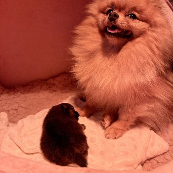 chiot Spitz allemand Orange très charbonné Élevage du Clos des Pom’ de Pins
