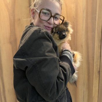 chiot Spitz allemand Orange charbonné masque noir Apple Élevage du Clos des Pom’ de Pins