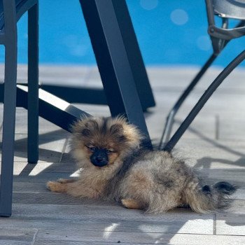 chiot Spitz allemand Orange charbonné masque noir Apple Élevage du Clos des Pom’ de Pins