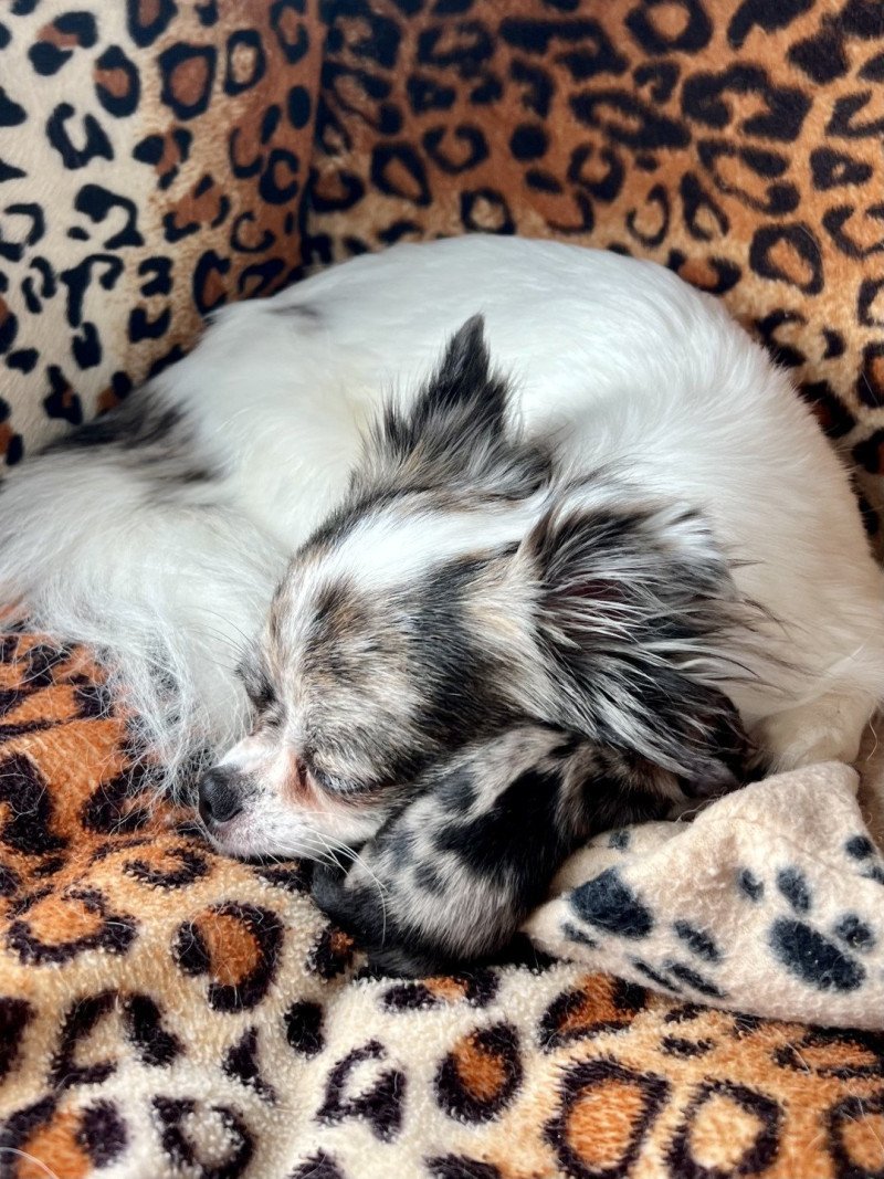 1er chiot (Portée Reem ❤ Valentino 2025) - Femelle Merle Femelle Chihuahua Poil Long