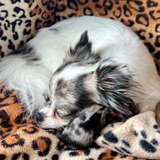 1er chiot (Portée Reem ❤ Valentino 2025) - Femelle Merle Femelle Chihuahua Poil Long