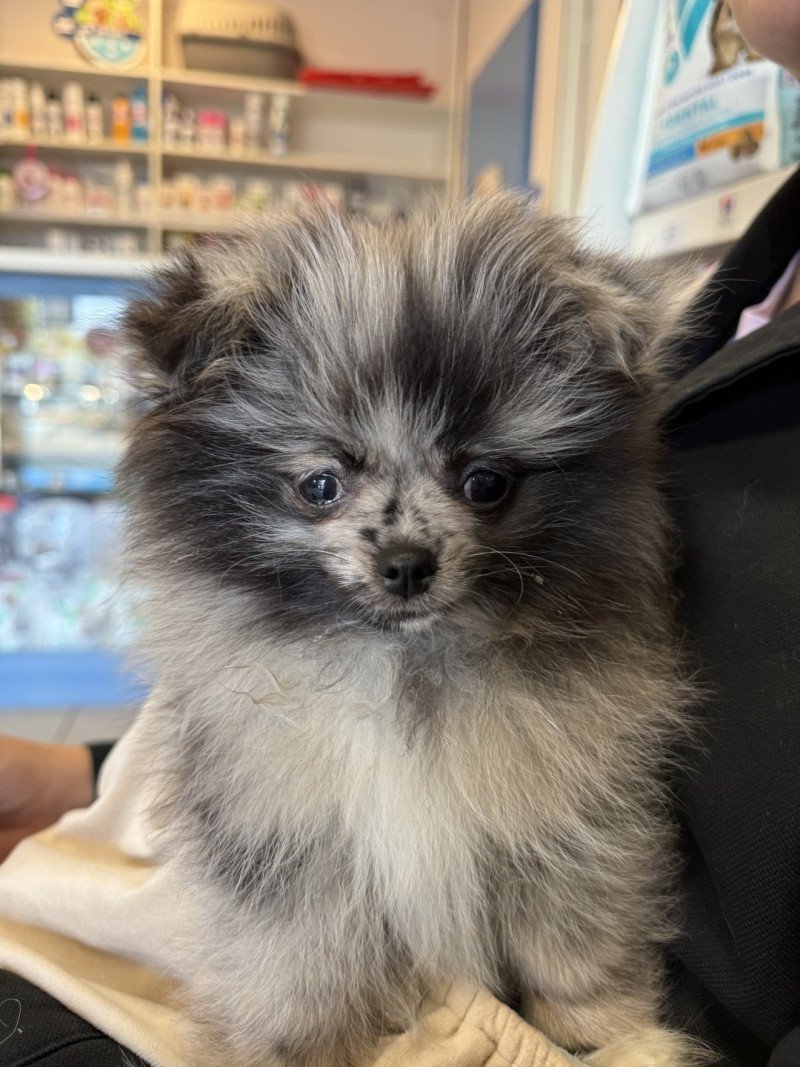 Dolly du Clos des Pom’ de Pins Femelle Chihuahua Poil Long