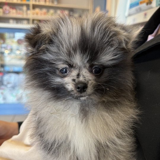 Dolly du Clos des Pom’ de Pins Femelle Chihuahua Poil Long