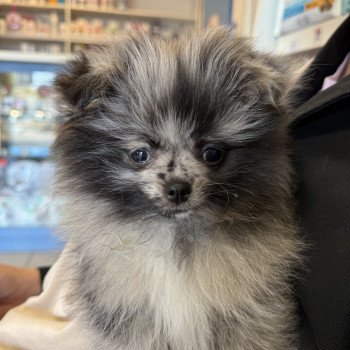 chiot Chihuahua Poil Long Merle Dolly Élevage du Clos des Pom’ de Pins