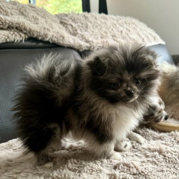 chiot Chihuahua Poil Long Merle Dolly Élevage du Clos des Pom’ de Pins