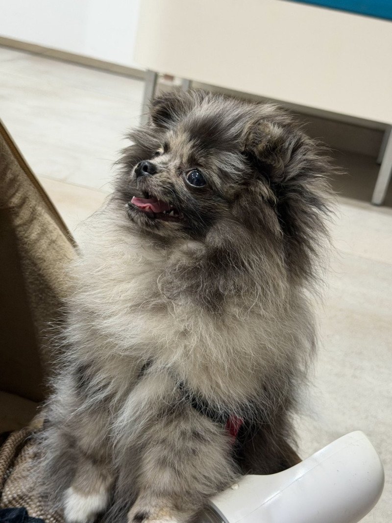 Dolly du Clos des Pom’ de Pins Femelle Chihuahua Poil Long