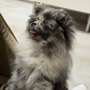 chiot Chihuahua Poil Long Merle Dolly Élevage du Clos des Pom’ de Pins