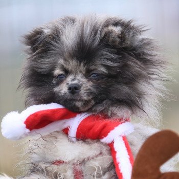 chiot Chihuahua Poil Long Merle Dolly Élevage du Clos des Pom’ de Pins