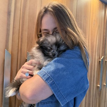 chiot Chihuahua Poil Long Merle Dolly Élevage du Clos des Pom’ de Pins