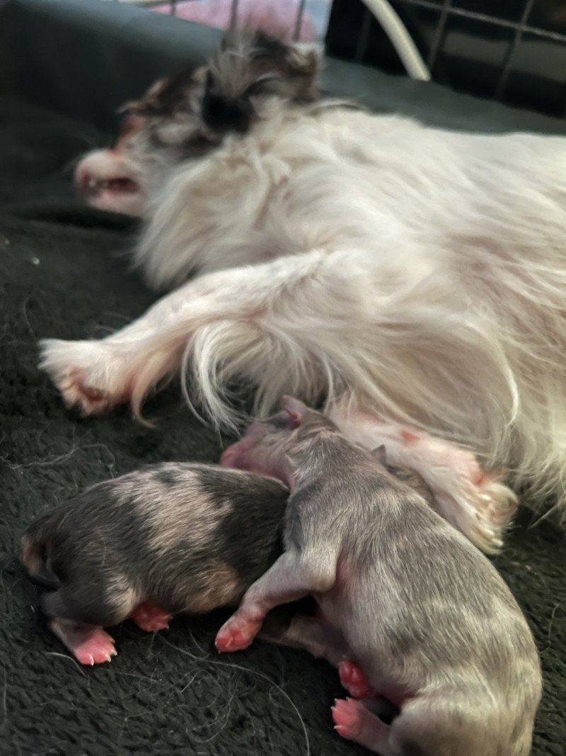 2e chiot (Portée Reem ❤ Valentino 2025) - Mâle Merle Mâle Chihuahua Poil Long