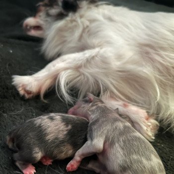 chiot Chihuahua Poil Long Merle Élevage du Clos des Pom’ de Pins chiot Chihuahua Poil Long Merle Élevage du Clos des Pom’ de Pins