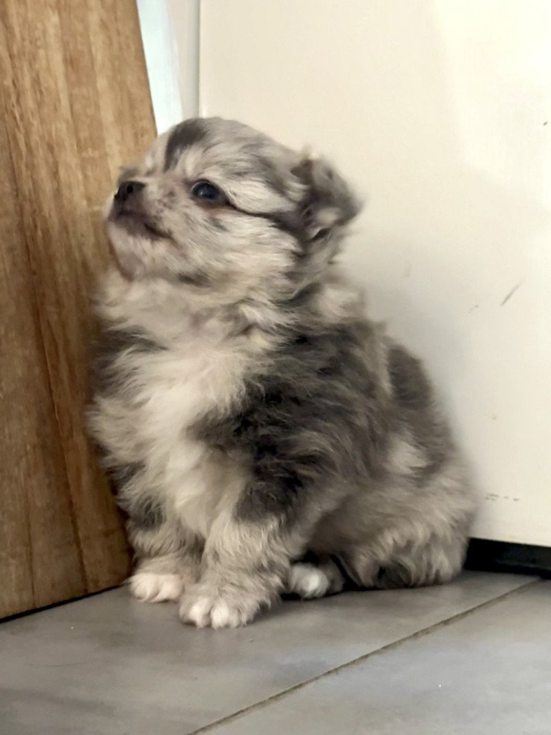 Arthur du Clos des Pom’ de Pins Mâle Chihuahua Poil Long