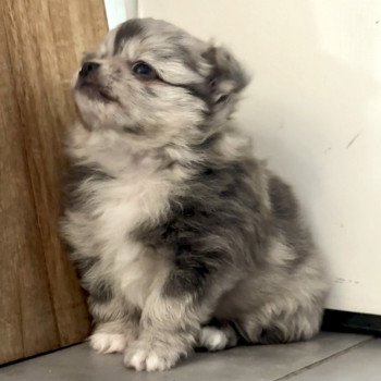 chiot Chihuahua Poil Long Merle Élevage du Clos des Pom’ de Pins