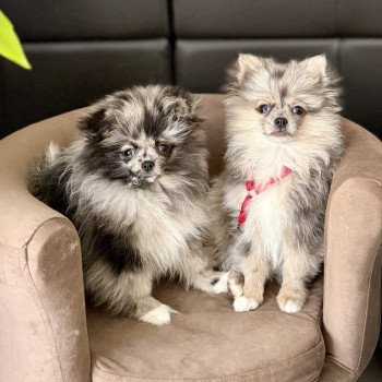 chiot Chihuahua Poil Long Merle Arthur Élevage du Clos des Pom’ de Pins