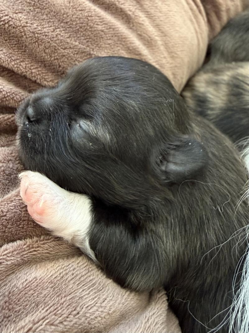 2e chiot (Portée Reem ❤ Valentino 2026) - Mâle Noir Pomchi 2  - Noir pattes blanches Mâle Chihuahua Poil Long