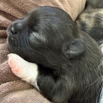 chiot Chihuahua Poil Long Noir Élevage du Clos des Pom’ de Pins