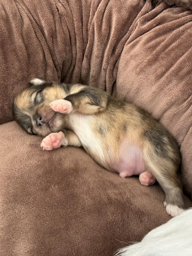 3e chiot (Portée Reem ❤ Valentino 2026) - Mâle Merle chocolat Pomchi 3 - Merle chocolat Mâle Chihuahua Poil Long