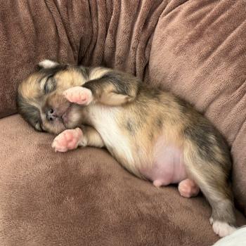 chiot Chihuahua Poil Long Merle chocolat Élevage du Clos des Pom’ de Pins