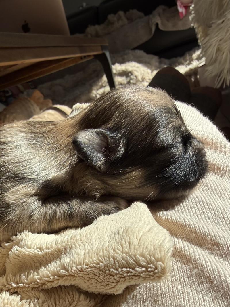 4e chiot (Portée Reem ❤ Valentino 2026) - Mâle Merle chocolat Merle chocolat Mâle Chihuahua Poil Long