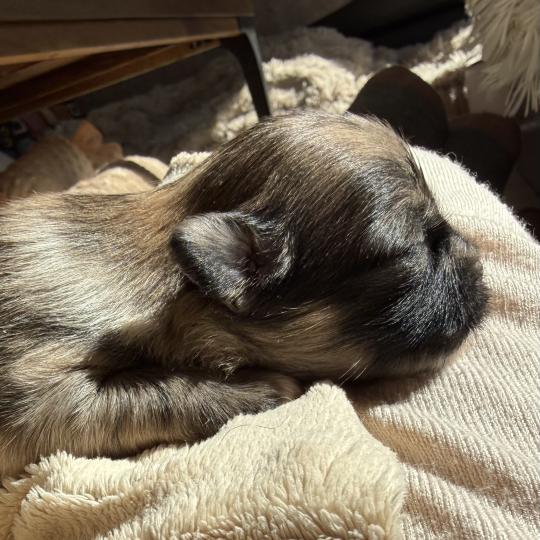 4e chiot (Portée Reem ❤ Valentino 2026) - Mâle Merle chocolat Merle chocolat Mâle Chihuahua Poil Long