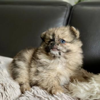 chiot Chihuahua Poil Long Merle sable chocolat Blue Élevage du Clos des Pom’ de Pins