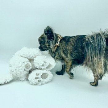 chien Chihuahua Poil Long Bringé Ola Élevage des Pom’ de Pins