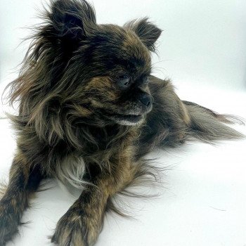 chien Chihuahua Poil Long Bringé Ola Élevage des Pom’ de Pins