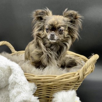 chien Chihuahua Poil Long Bringé Ola Élevage des Pom’ de Pins
